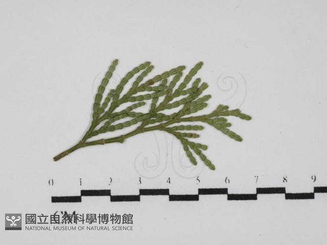 登錄號:F0030462藏品圖，第1張