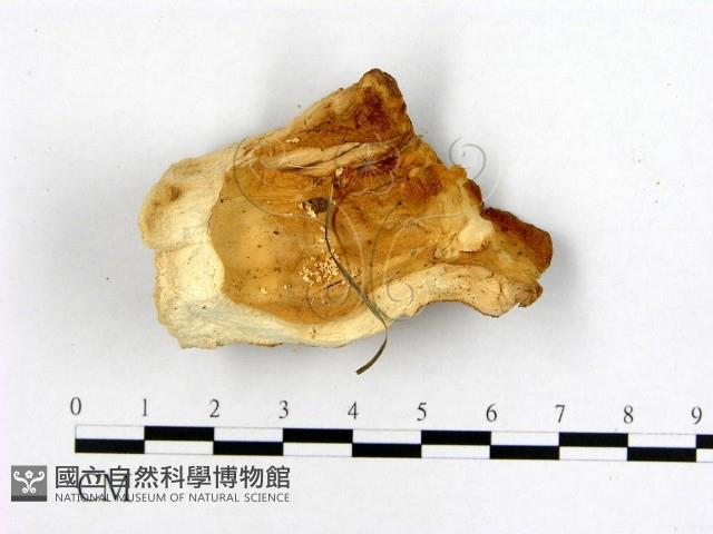 登錄號:F0006462藏品圖，第1張