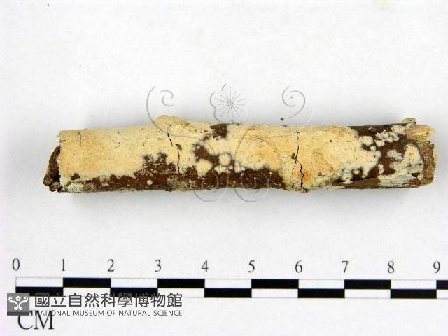 登錄號:F0001462藏品圖，第1張