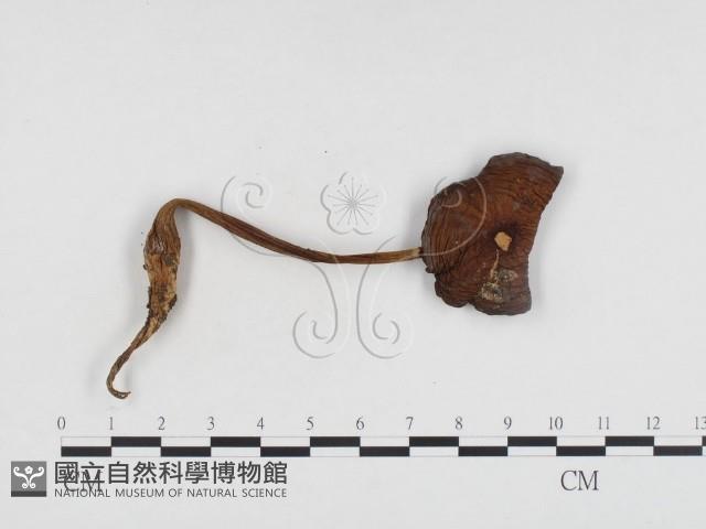 登錄號:F0024462藏品圖，第1張