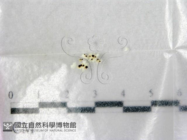 登錄號:F0004462藏品圖，第1張