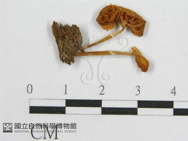 登錄號:F0014462藏品圖，第1張