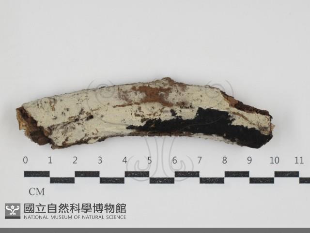 剛毛絲皮菌藏品圖，第1張