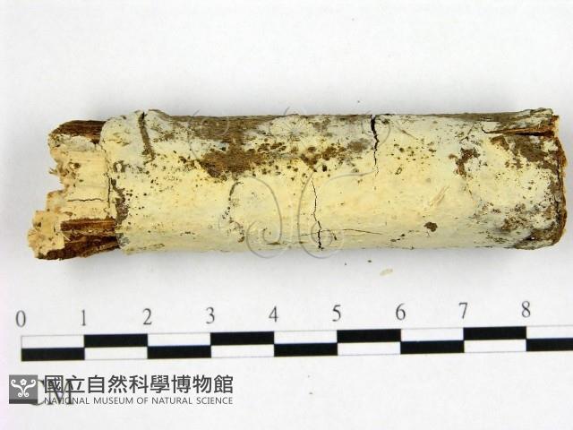 冇骨消絲齒菌藏品圖，第1張