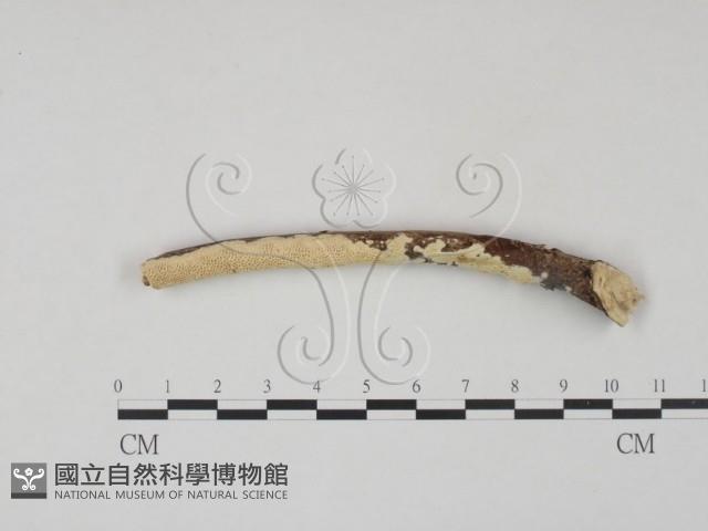 登錄號:F0002462藏品圖，第1張