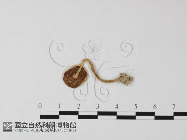 登錄號:F0012462藏品圖，第1張
