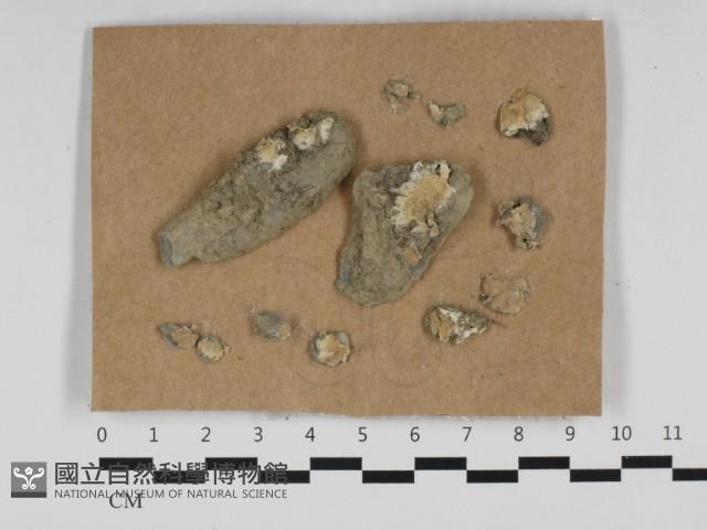 登錄號:F0032462藏品圖，第1張