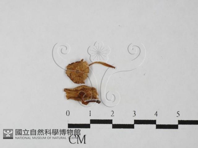 小菇屬藏品圖，第1張