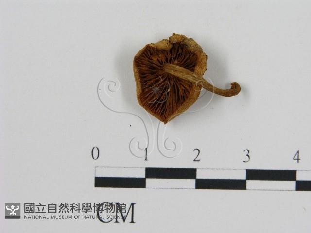 登錄號:F0007462藏品圖，第1張