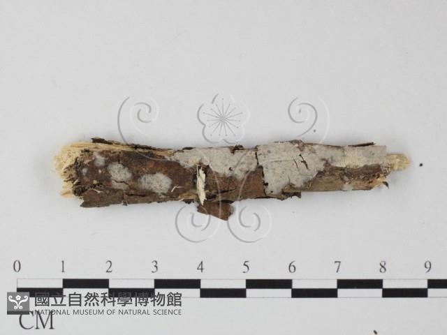 登錄號:F0025462藏品圖，第1張
