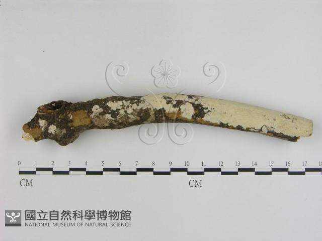 登錄號:F0015462藏品圖，第1張