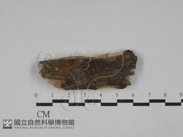 射脈菌屬藏品圖，第1張