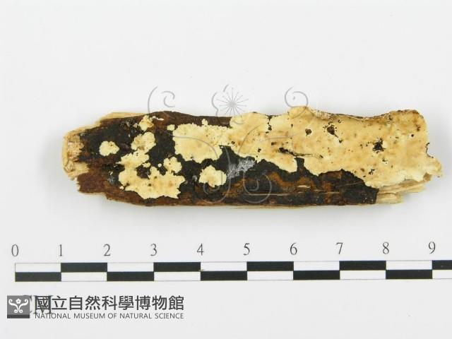 登錄號:F0009462藏品圖，第1張