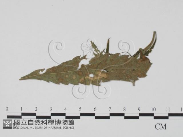 登錄號:F0019462藏品圖，第1張