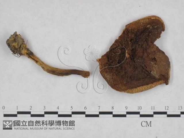 登錄號:F0023462藏品圖，第1張