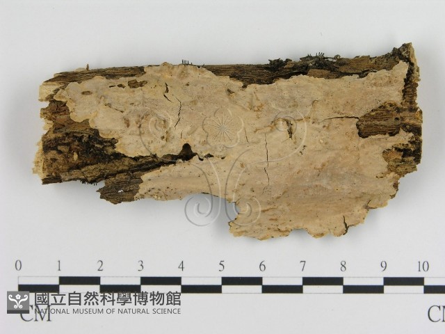 刺皮菌屬藏品圖，第1張