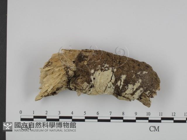 登錄號:F0018762藏品圖，第1張