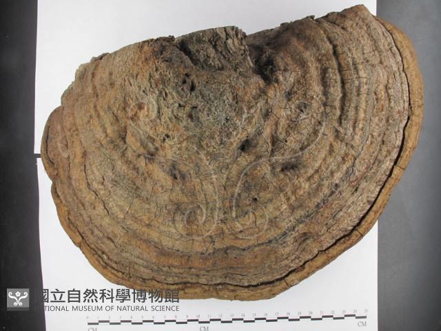 纖孔菌屬藏品圖，第1張