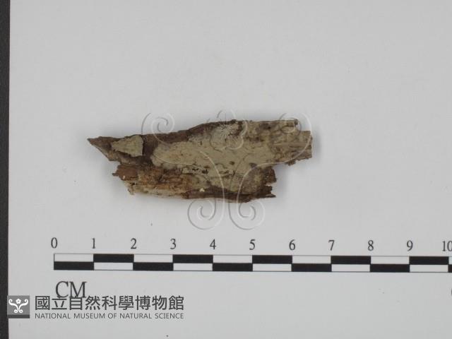 登錄號:F0016762藏品圖，第1張