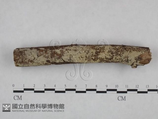 剛毛絲皮菌藏品圖，第1張