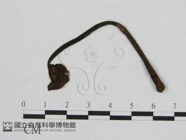 登錄號:F0001762藏品圖，第1張
