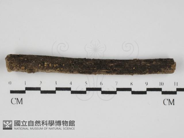 登錄號:F0031762藏品圖，第1張