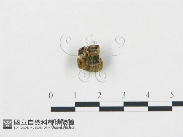 登錄號:F0004762藏品圖，第1張