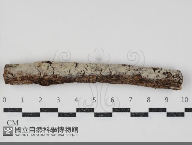 齒耳菌屬藏品圖，第1張