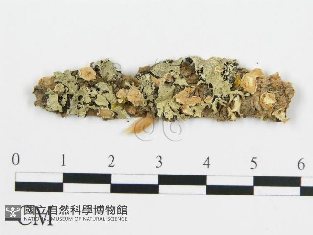 登錄號:F0012762藏品圖，第1張