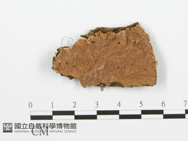 登錄號:F0017762藏品圖，第1張