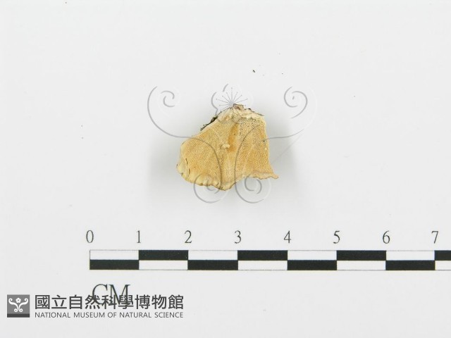 登錄號:F0005762藏品圖，第1張