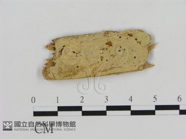 登錄號:F0015762藏品圖，第1張