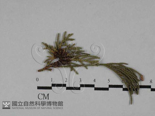 登錄號:F0029762藏品圖，第1張