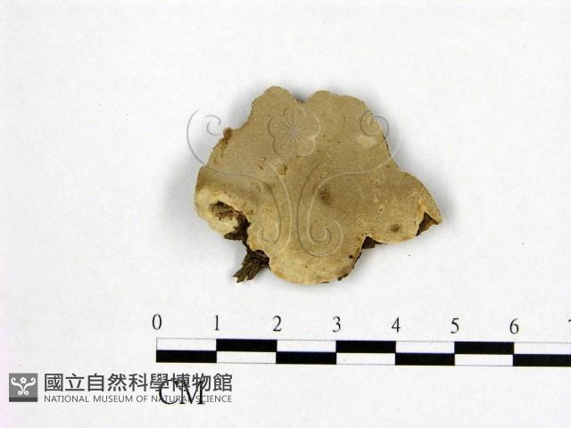 登錄號:F0009762藏品圖，第1張