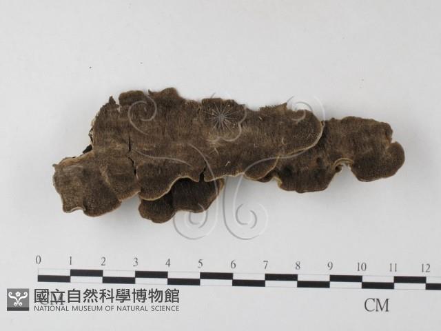 齒耳菌屬藏品圖，第1張