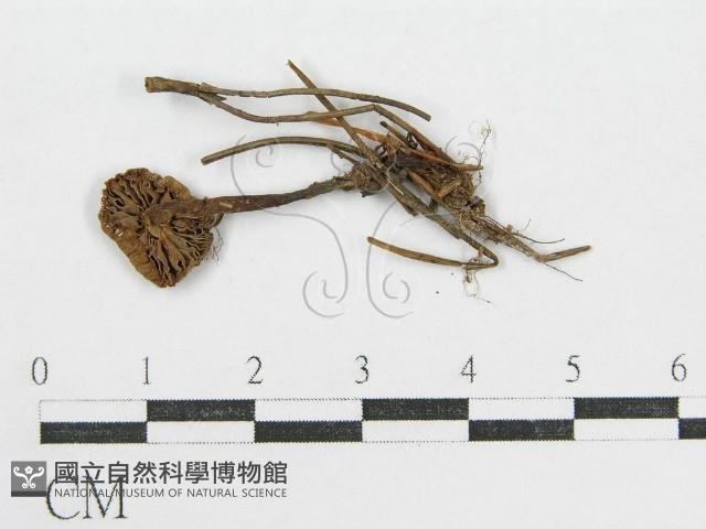 登錄號:F0000562藏品圖，第1張