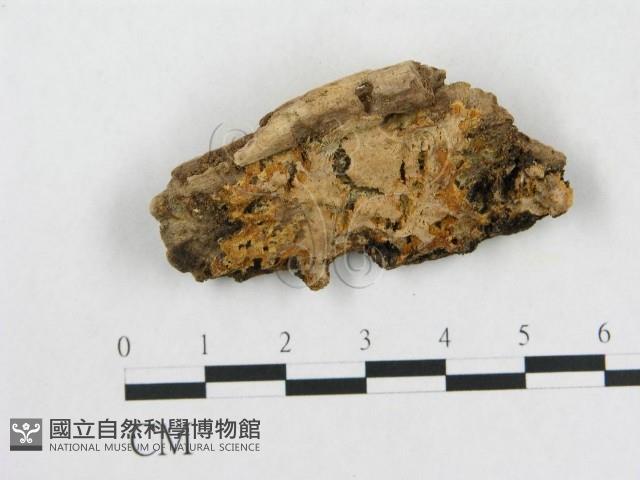 登錄號:F0006562藏品圖，第1張