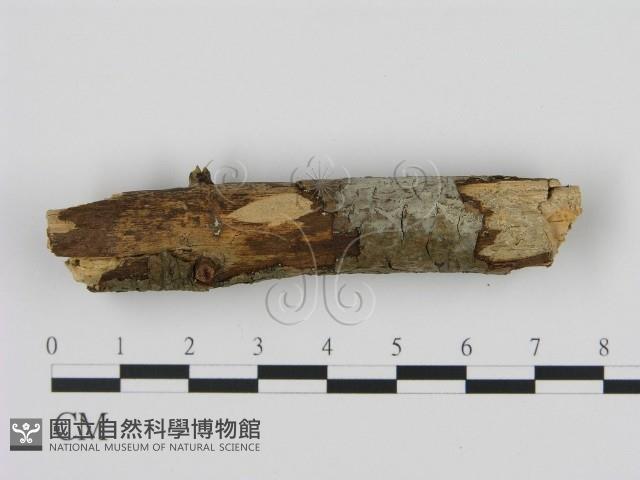 剛毛絲皮菌藏品圖，第1張