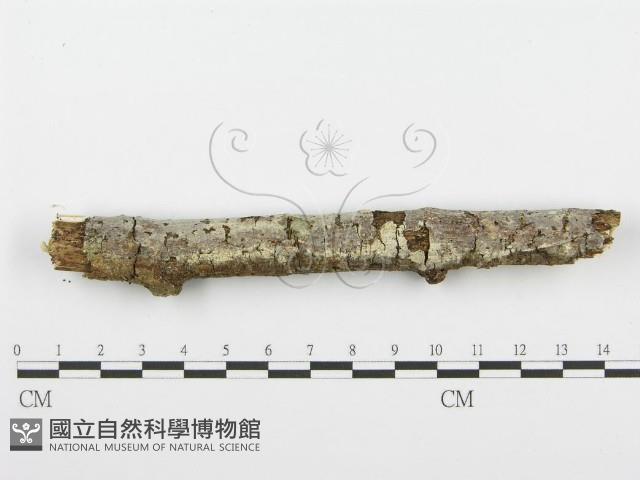 齒耳菌屬藏品圖，第1張