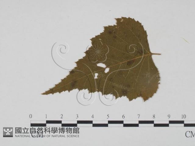 登錄號:F0011562藏品圖，第1張