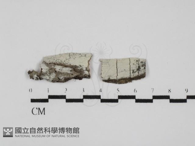 登錄號:F0031562藏品圖，第1張