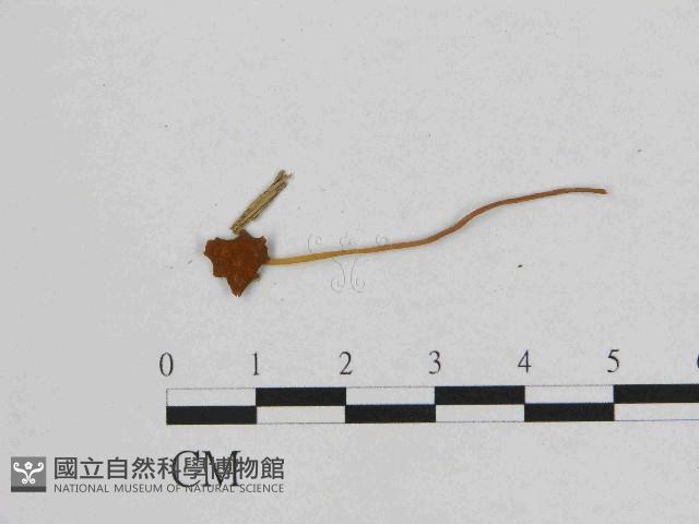 小皮傘屬藏品圖，第1張