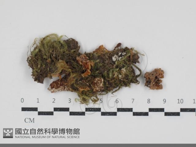 登錄號:F0034562藏品圖，第1張