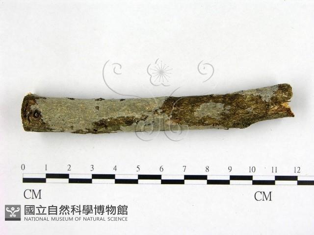 刺皮菌屬藏品圖，第1張