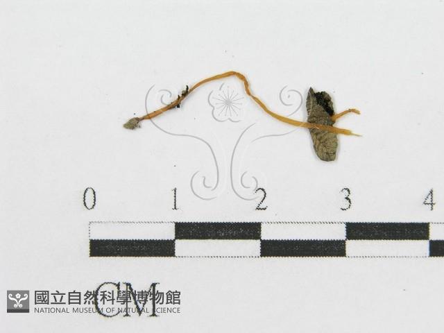 登錄號:F0012562藏品圖，第1張