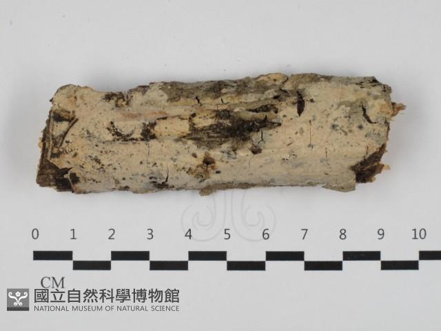 登錄號:F0032562藏品圖，第1張