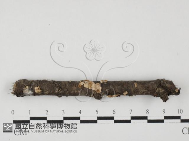 柱擔菌屬藏品圖，第1張
