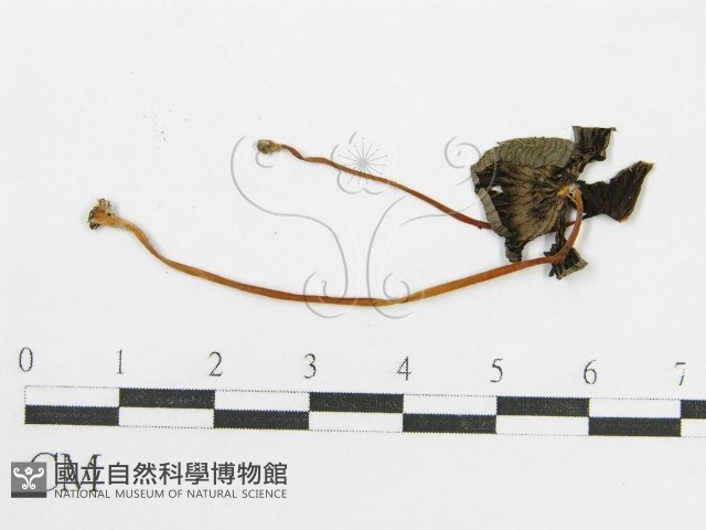 登錄號:F0007562藏品圖，第1張