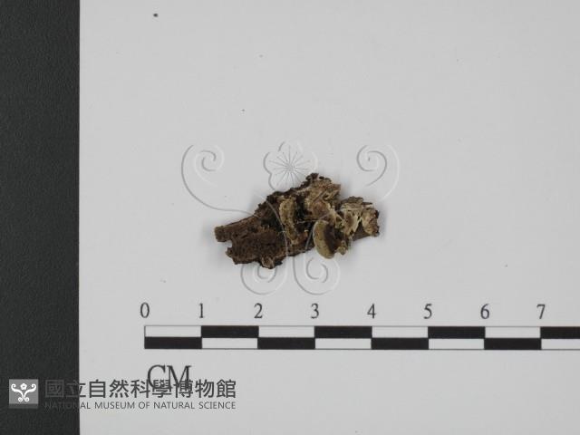登錄號:F0017562藏品圖，第1張