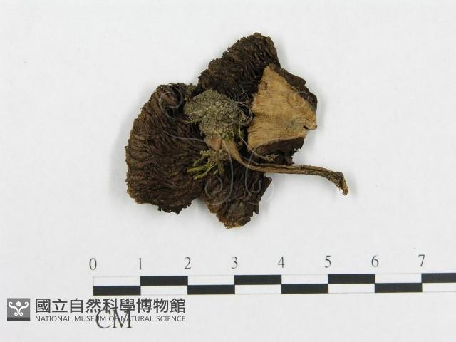 登錄號:F0005562藏品圖，第1張